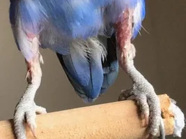 Lovebird losing feathers - advice?
