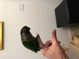 Meet Yoshi