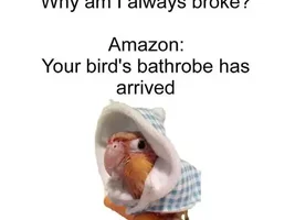 The best Bird meme!!