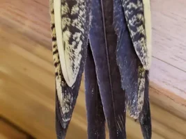 Sexing Cockatiel
