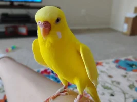 Otto cuteness