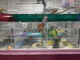 Conure cuties