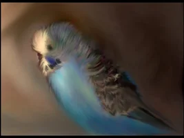 Digital Paintings