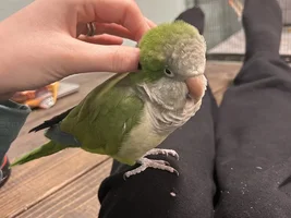 Flock Thread Volume 2
