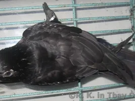 Lesser Vasa Parrot or Black Parrot (Coracopsis nigra)