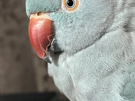 Cracking/peeling beak?