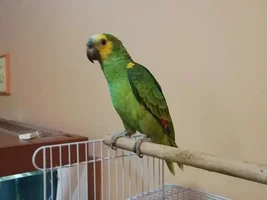 Baby blue fronted amazon