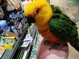 Learning about my amazon as he learns about me, chronicles of a fluffy Rio