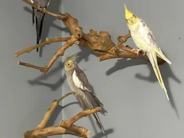 I'll try to draw your birds :D