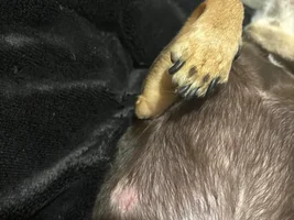 Does my budgie have mites