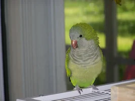 Pictures of our two parrot babies