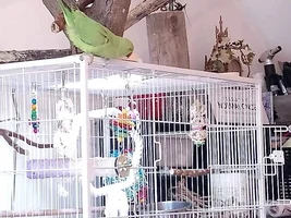New Indian Ringneck mama!