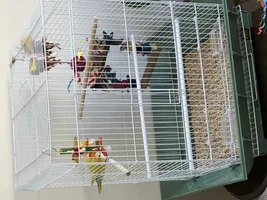 Found lovebird: need help with caring for it.