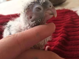 Baby pictures!