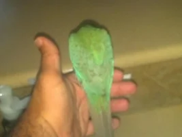 what type of conure is this