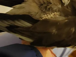 Cockatiel with a white-patch of pin feathers(?) under his wings