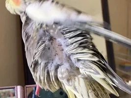 Cockatiel skin