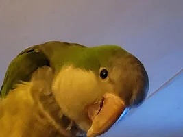 Hand Feeding adult Quaker