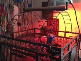 Lamp Safety