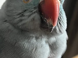 Cracking/peeling beak?