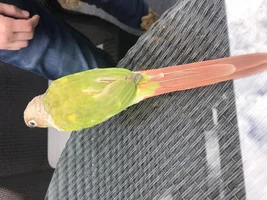 Is she okay?(spots on feathers)