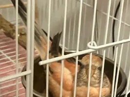Cage Upgrade Recommendations for Bourkes Parrot
