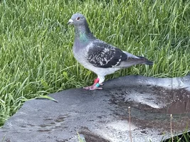Pigeon with a red band, does anyone know what it means?