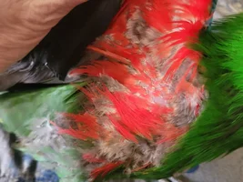 Eclectus parrot chewing feathers....
