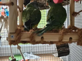 My 5y/o parrot has grown distant after I got him a friend.