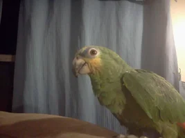 New Orange wing