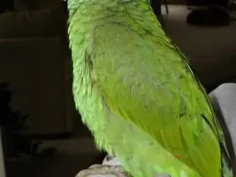 My new Baby  DYH amazon