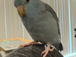 Happy hatchday , Bumble!