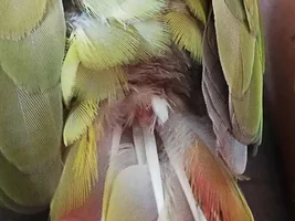 Help - Stuck Feather?