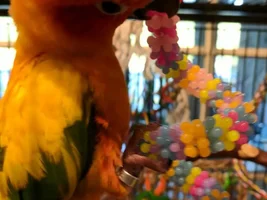 Ollie's new toy + Rant about people in bird store....