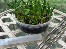 Microgreens