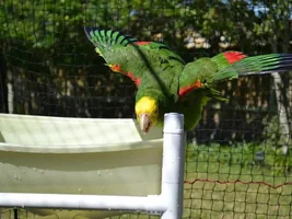 Chili Pepper enjoying bathtime