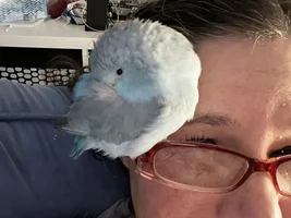 Wet bird or sleepy bird?