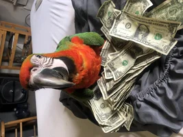 New to the Forum-Catalina Macaw