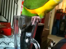 Milo's first night out