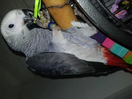African grey bathing, is it important?