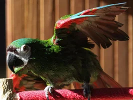 The backwards bird and a bath