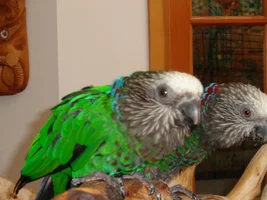 A couple of love birds