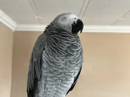 Beautiful young hand tamed African Gray for sale. A great talker!!!