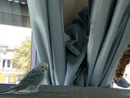 Budgie Appreciation