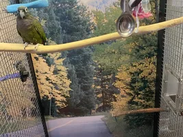 Custom Cages by Design Cage