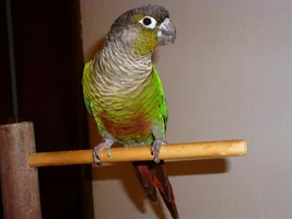 what is your favorite conure species and why?