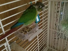 Adopting a Conure