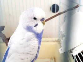 Budgie Mutation Unknown