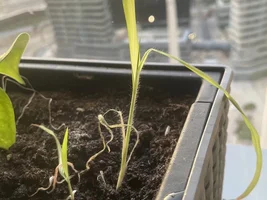 loooooong sprouts!