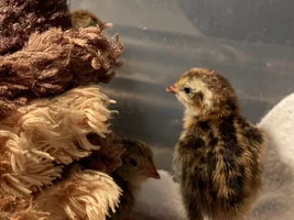 Baby quail!